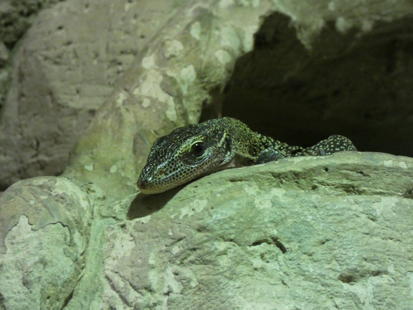 Peach-throated Monitor Lizard