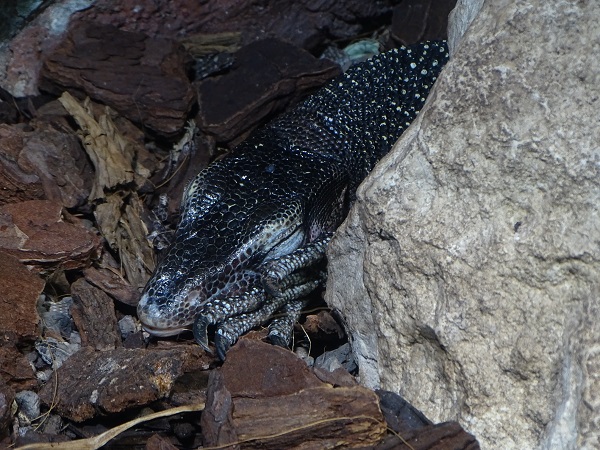 Peach-throated monitor (Varanus jobiensis) (04/22)