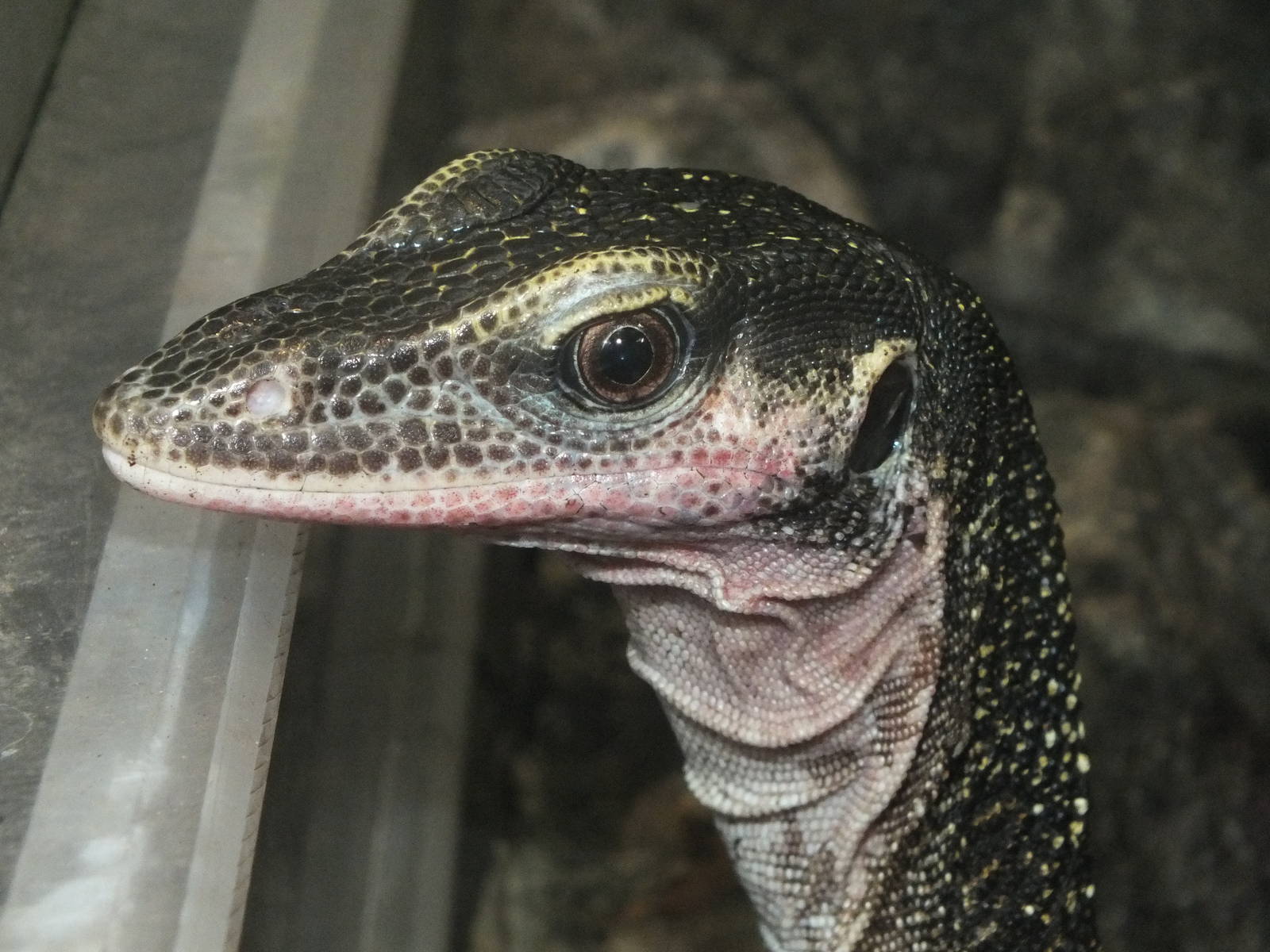 Peach-throated Monitor (Varanus jobiensis) at Zoo Leipzig - April 7th 2014