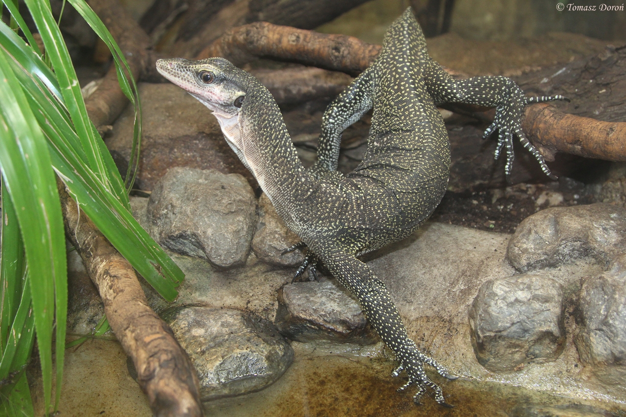 Peach-throated Monitor (Varanus jobiensis)