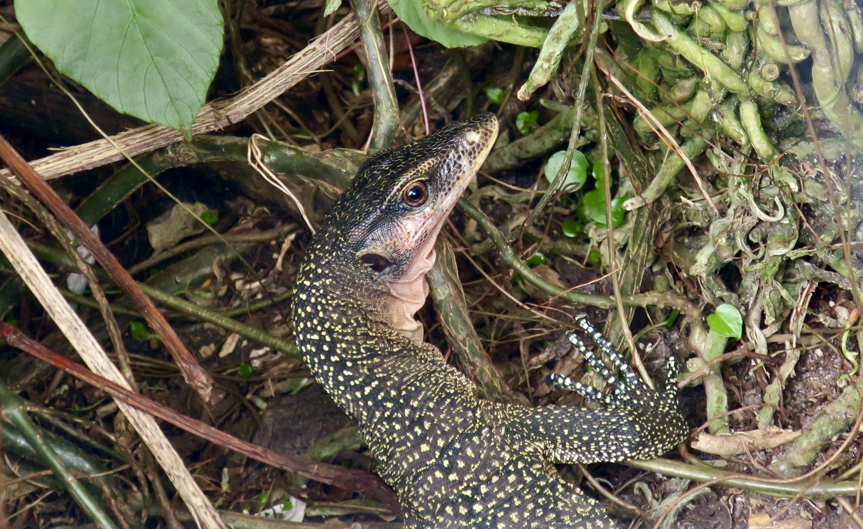 Peach-Throated Monitor (Varanus jobiensis)