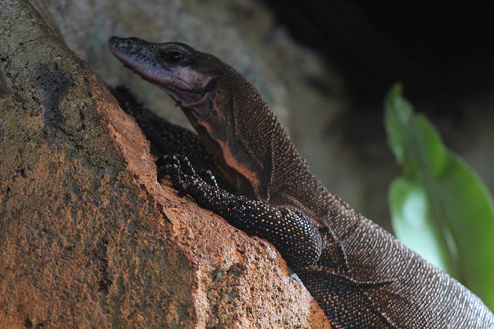 Peach-throated monitor (Varanus jobiensis)