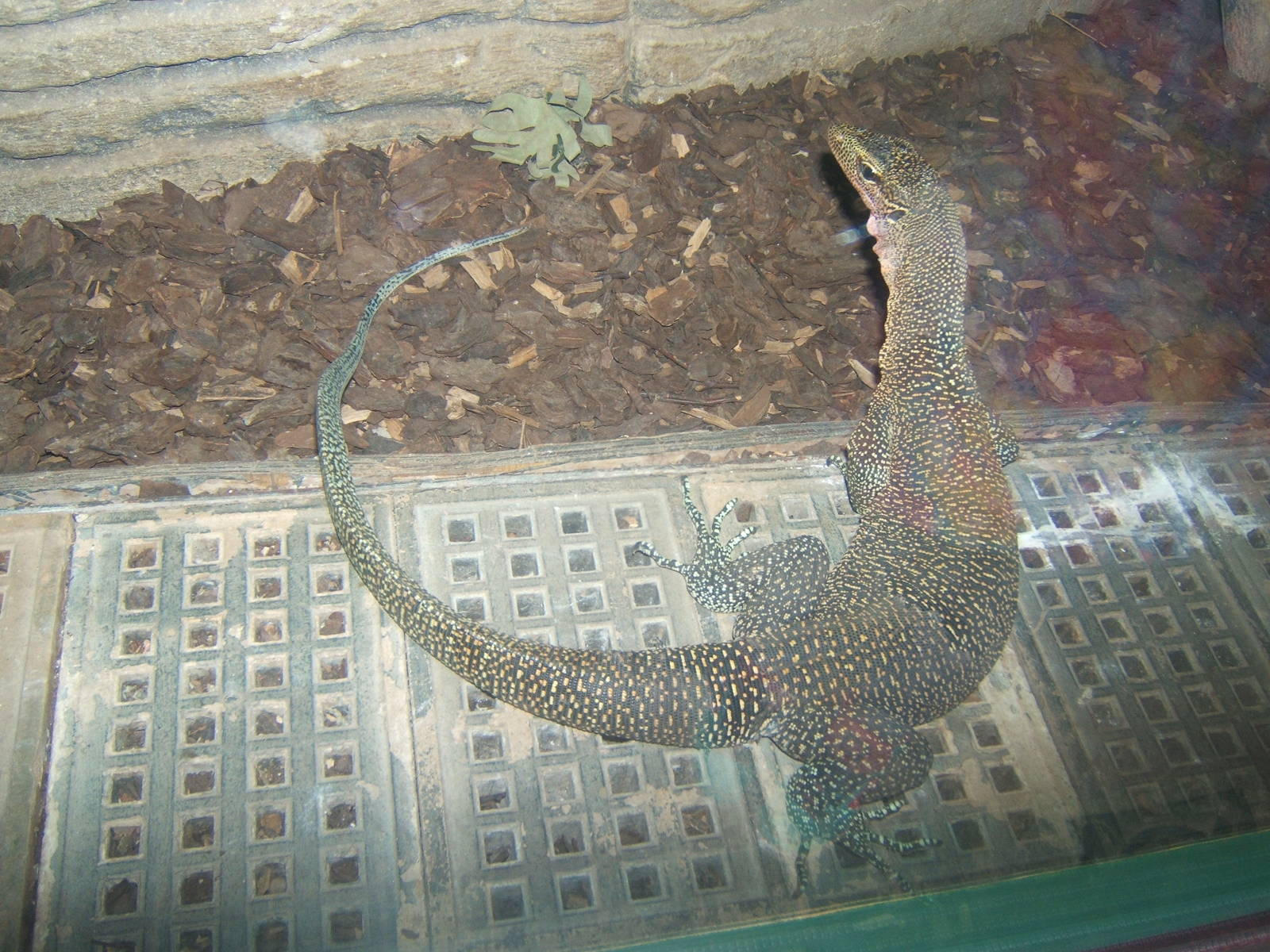 Peach-throated Monitor