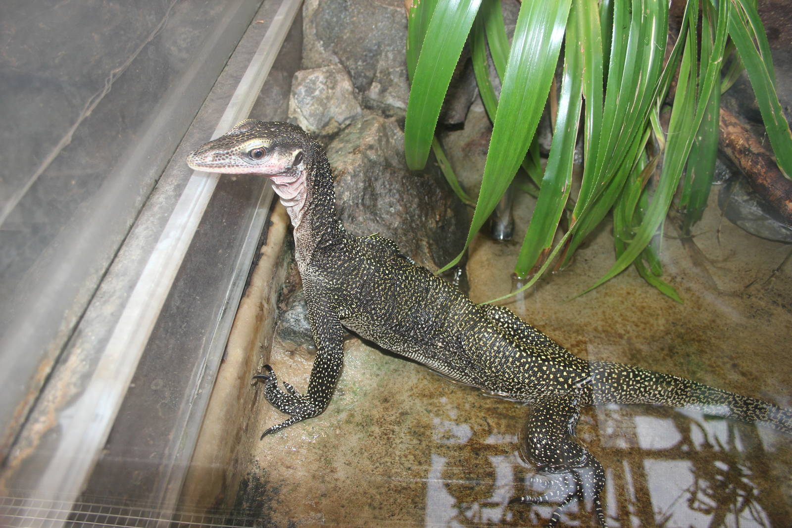 Peach-throated monitor