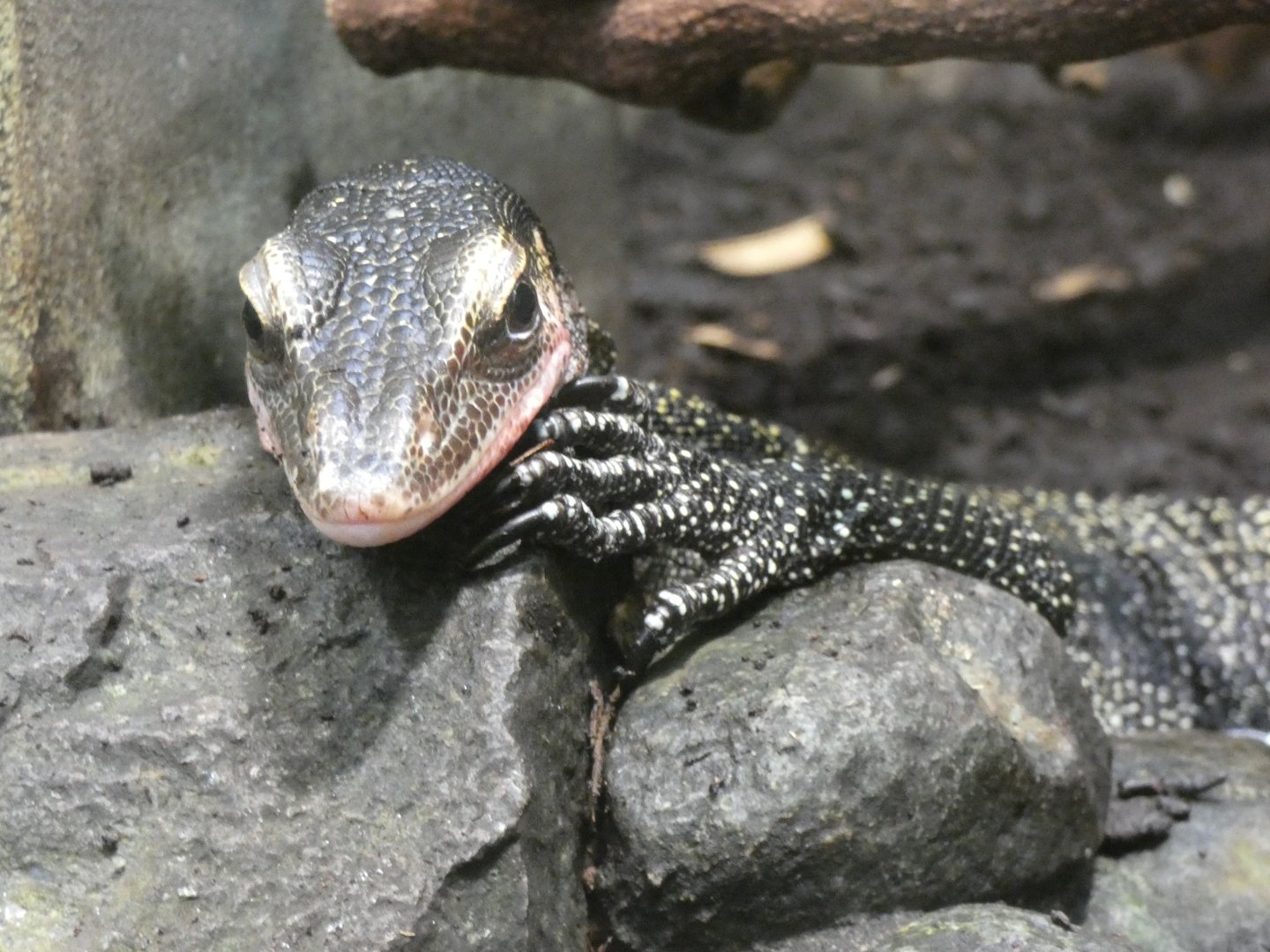 Peach-throated Monitor