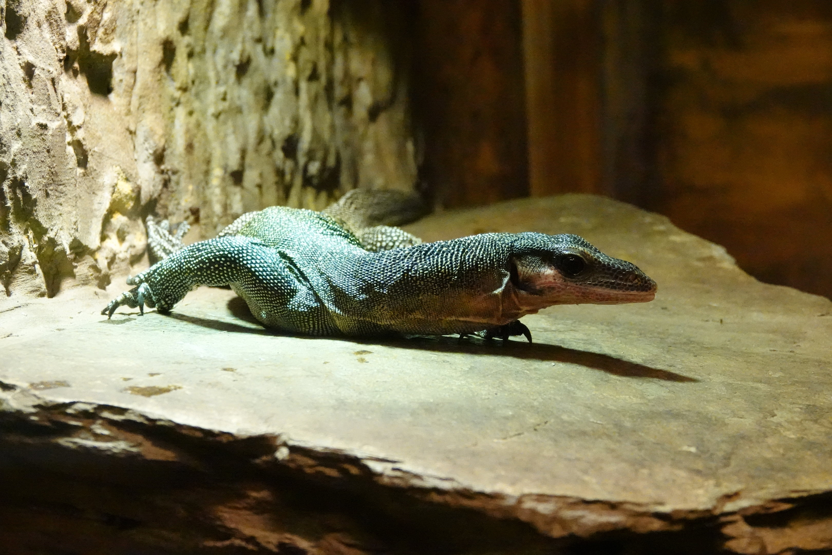 Peach-throated monitor