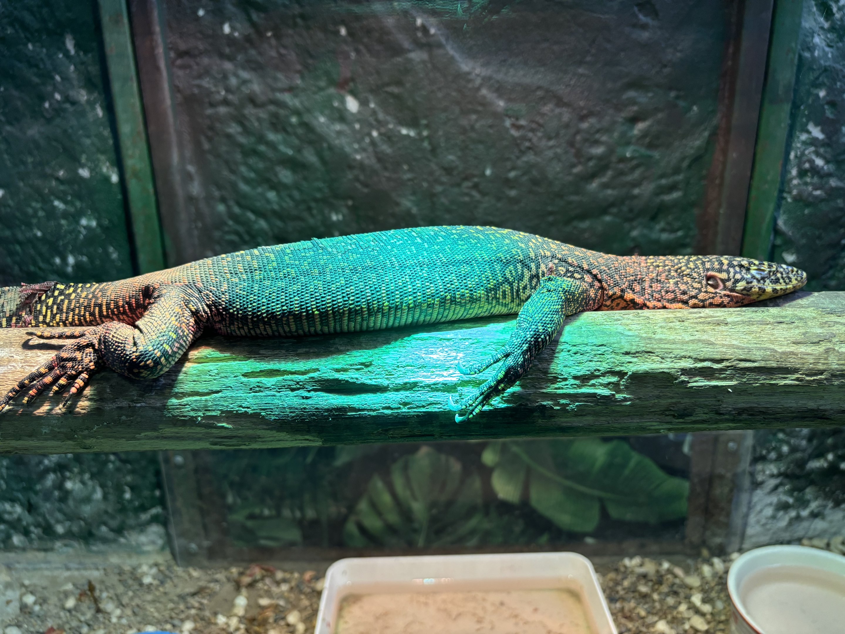 Peach-throated Monitor