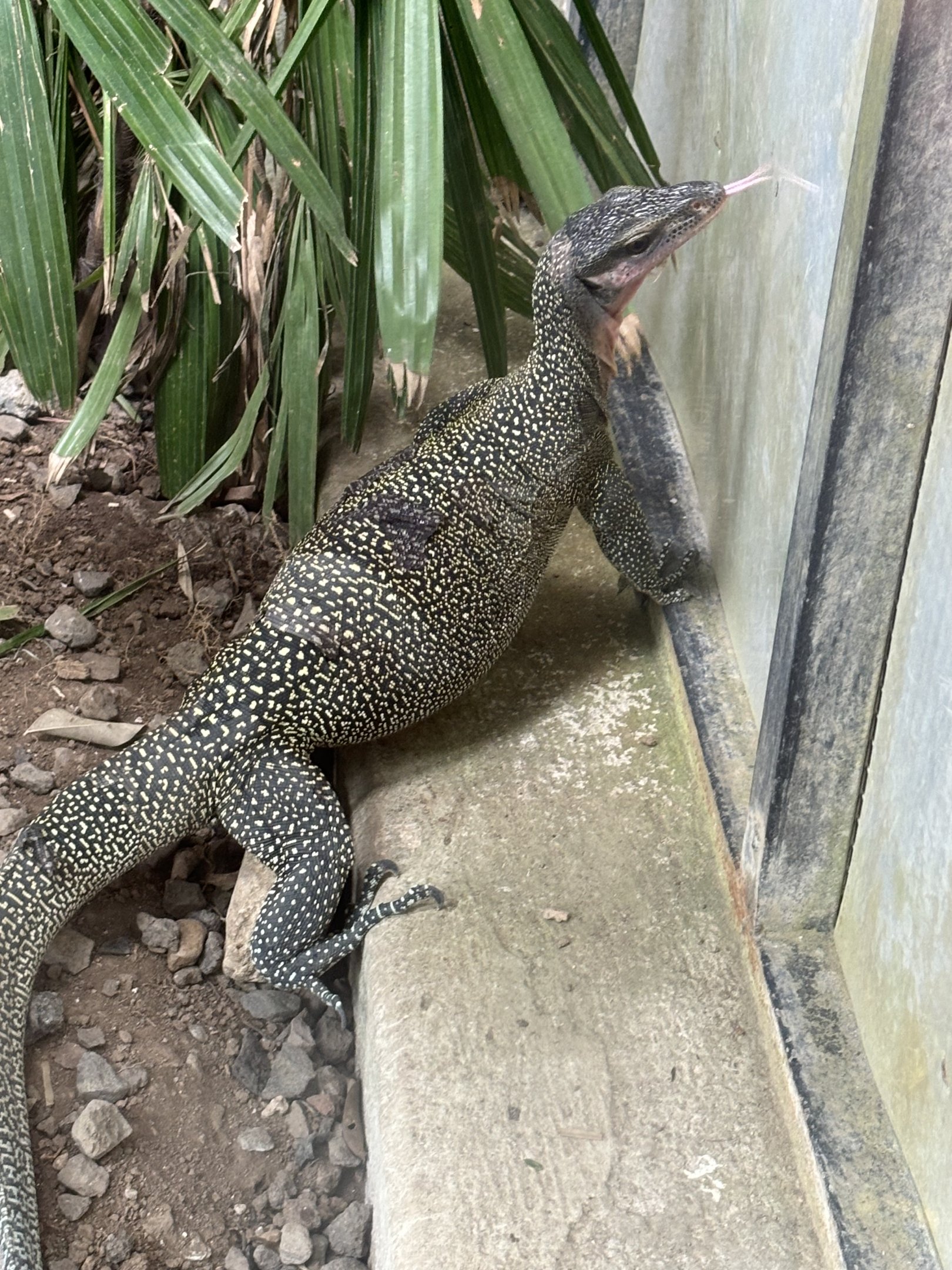 Peach-throated Monitor