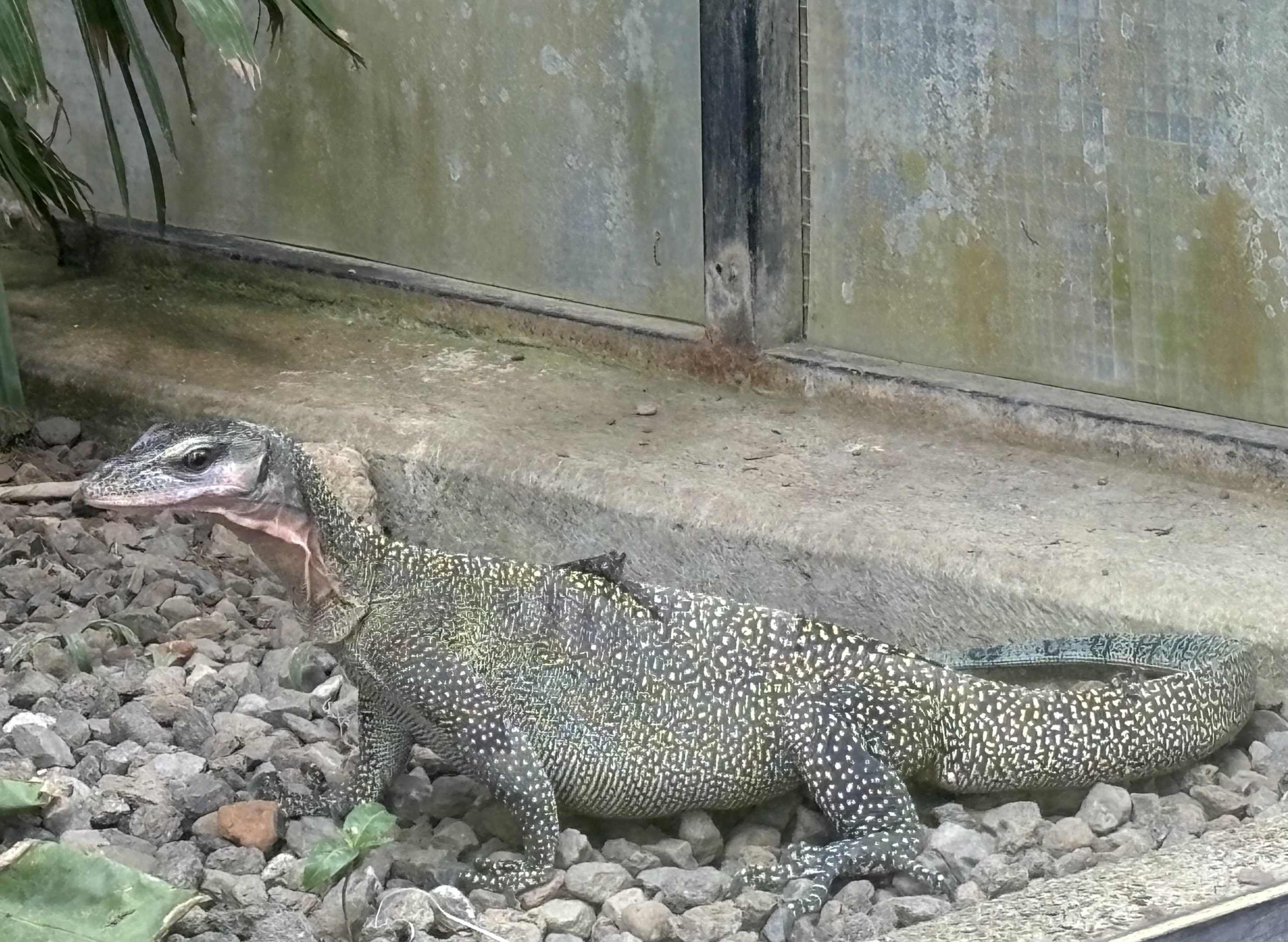 Peach-throated Monitor