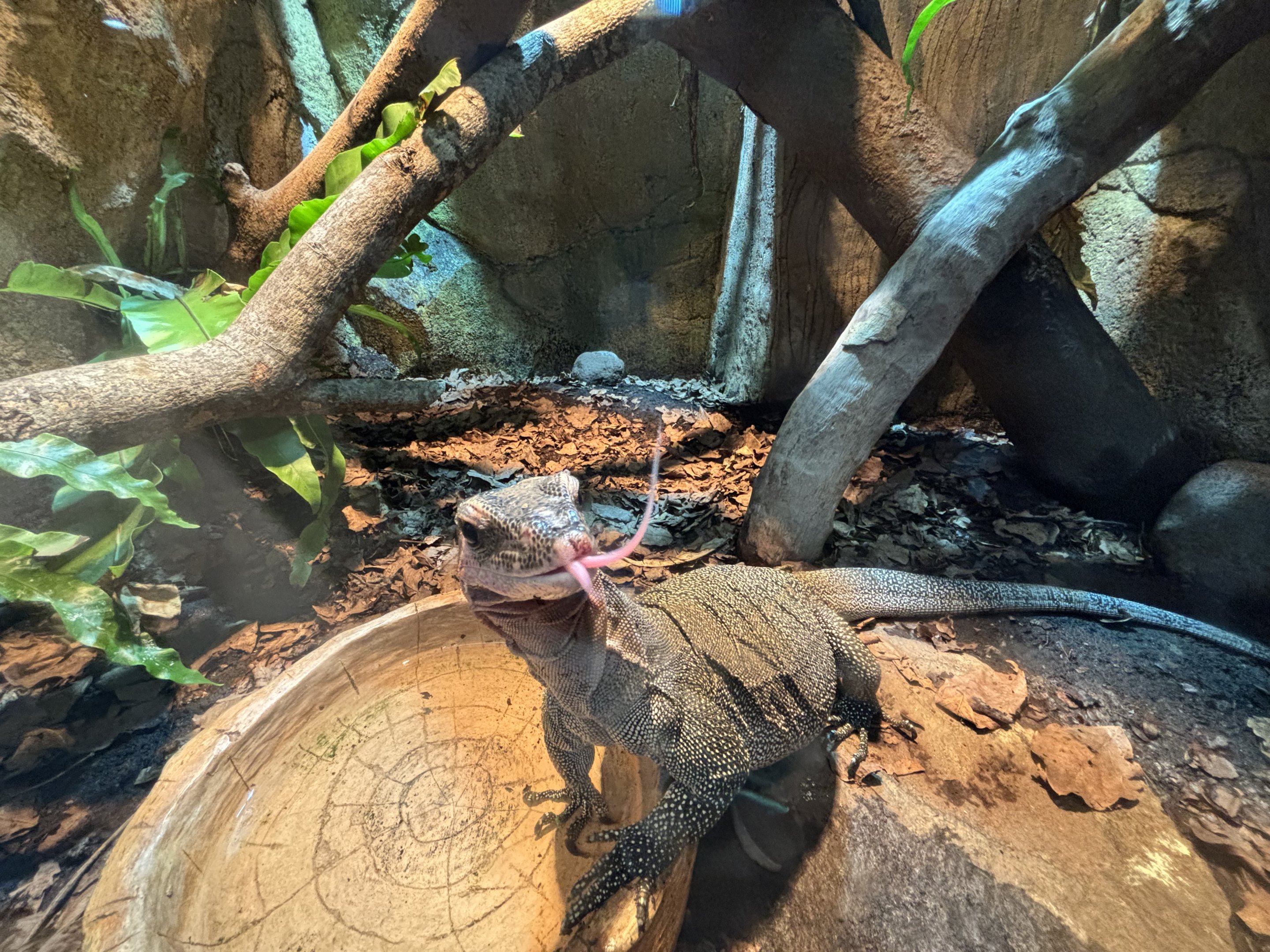 Peach-throated Monitor