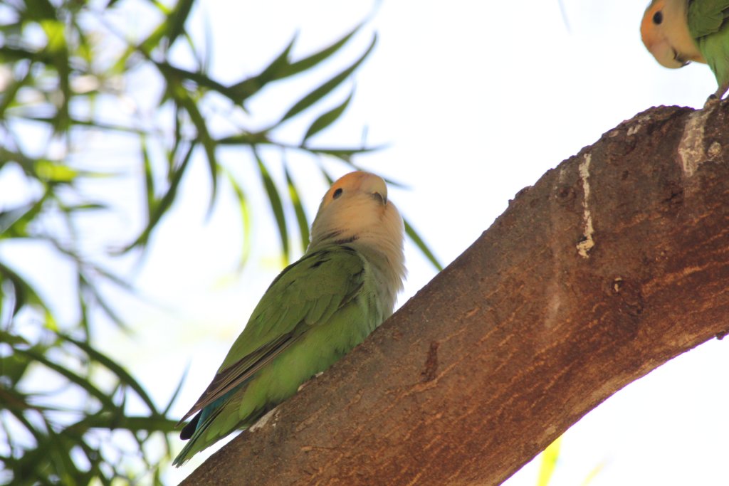 Peachfaced Lovebird (Pastel)