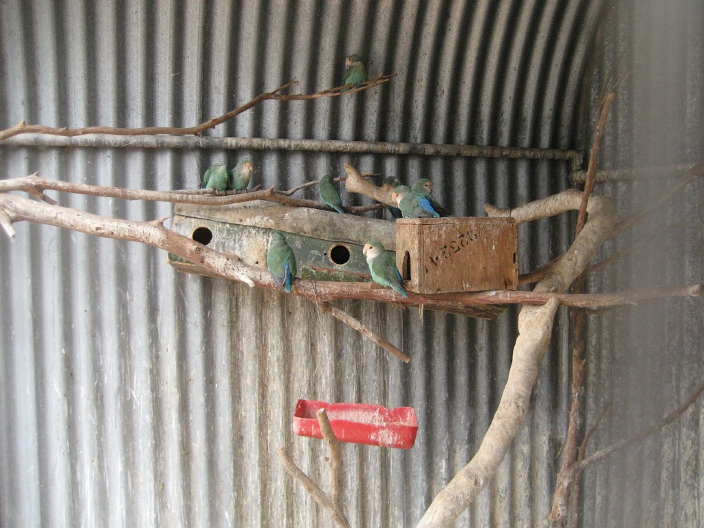 Peachfaced Lovebirds