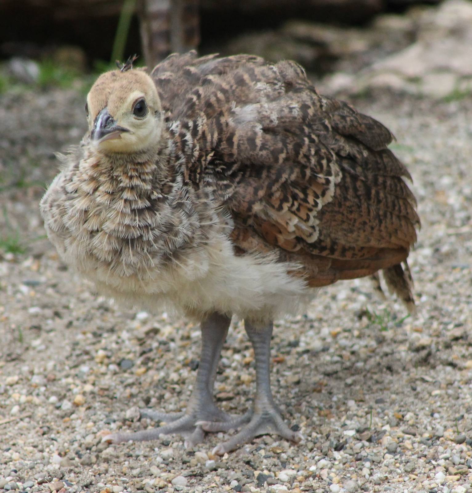 Peachick