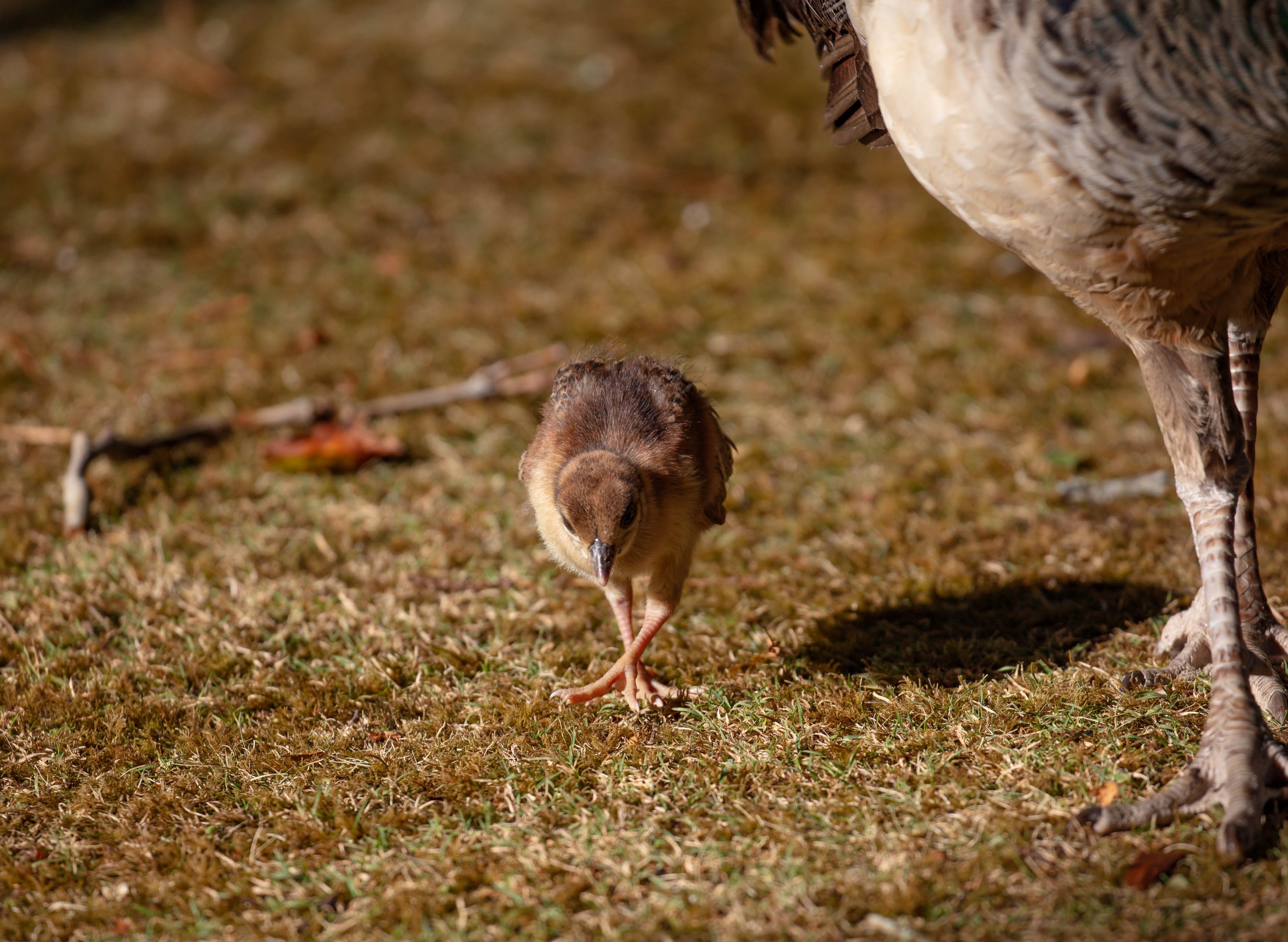 Peachick