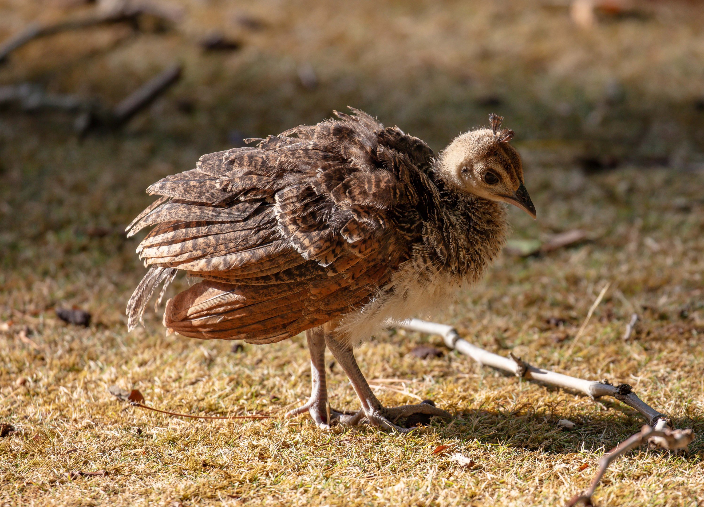 Peachick