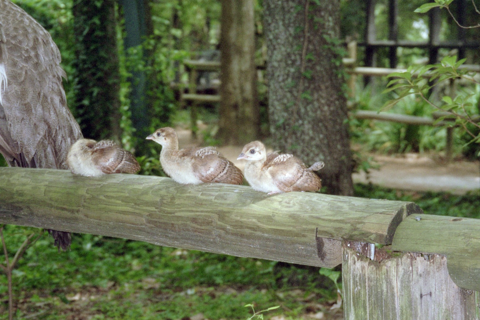 Peachicks