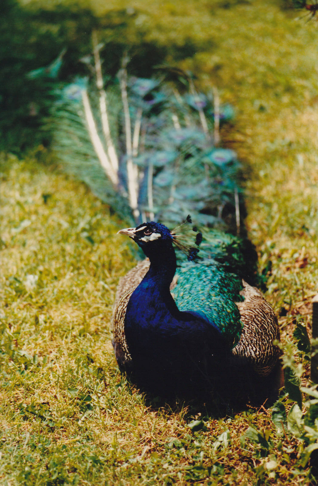 Peacock 1988