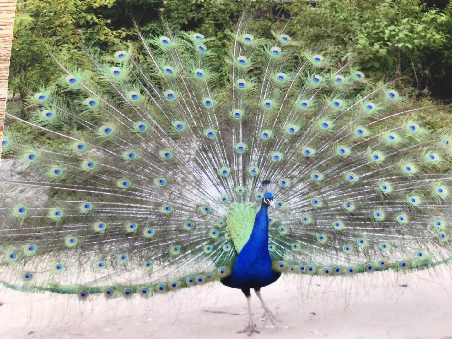 Peacock 2012