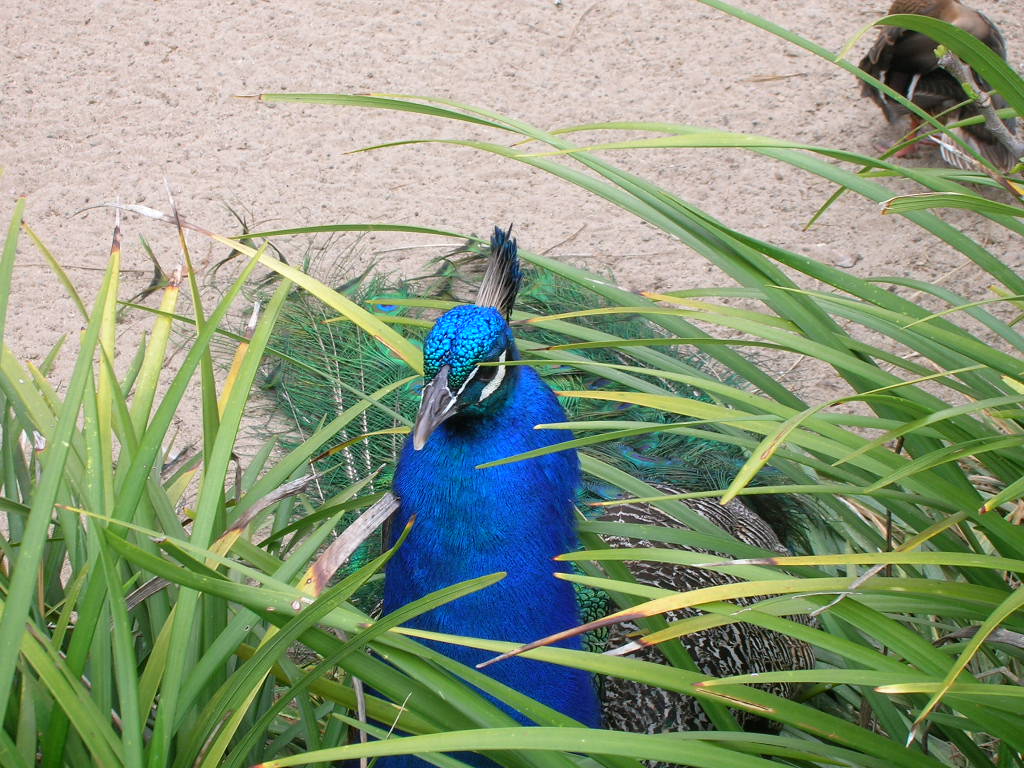 Peacock 5-17-10