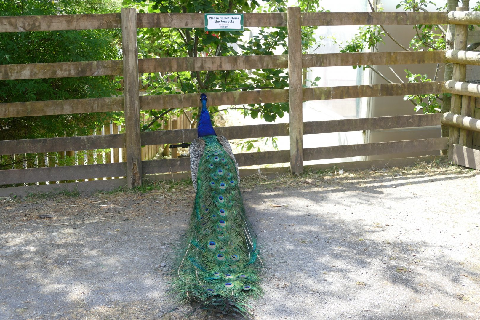 Peacock and new sign in the Ranch, July 2018