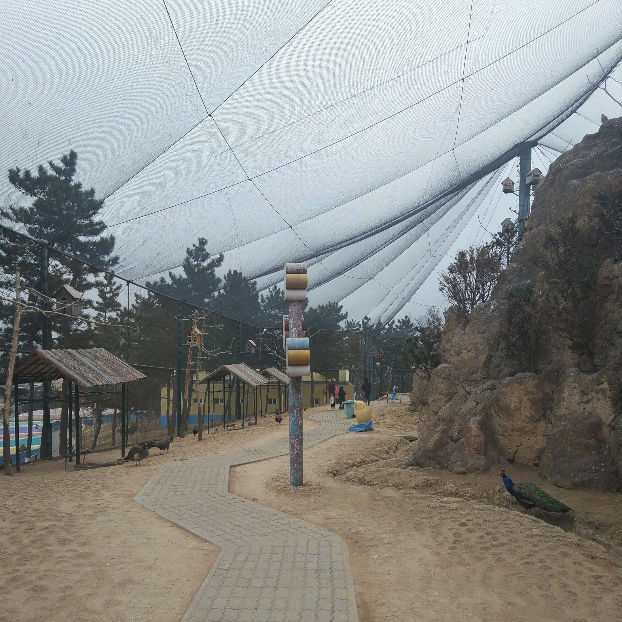 Peacock and Pigeon Walkthrough Aviary