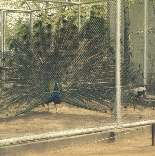 Peacock and Silver pheasant