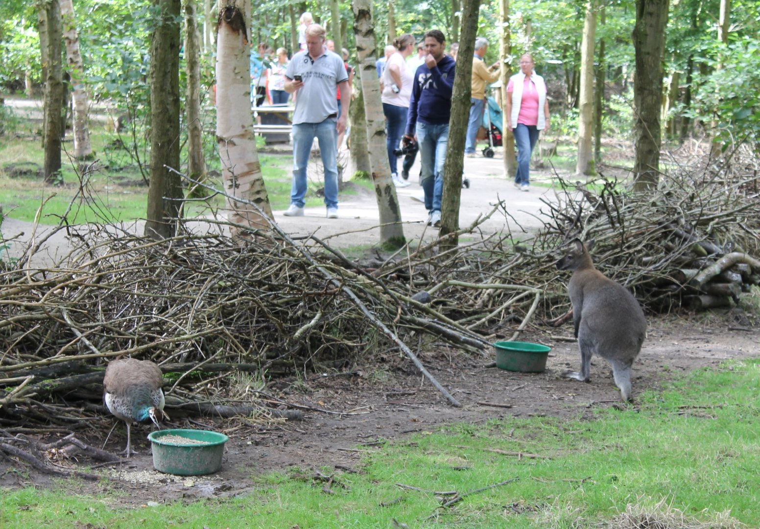 Peacock and Wallaby n Kangaroo-walk-through