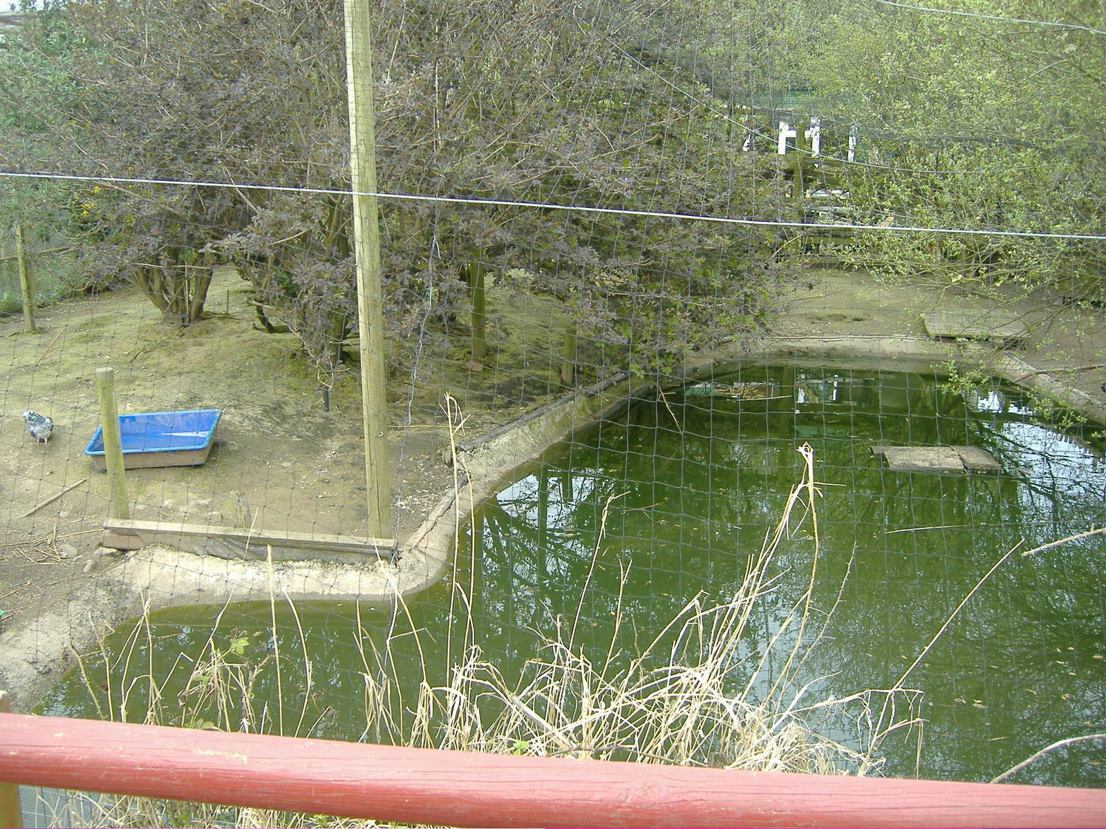 Peacock and waterfowl Animalarium