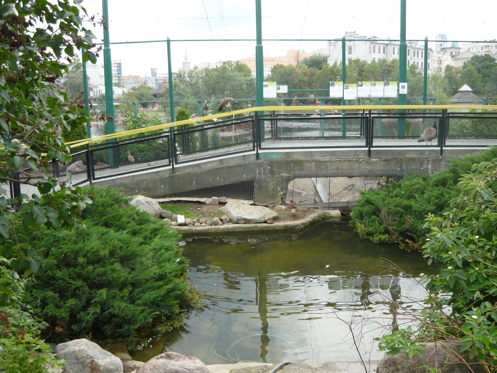 Peacock and waterfowl mixed exhibit