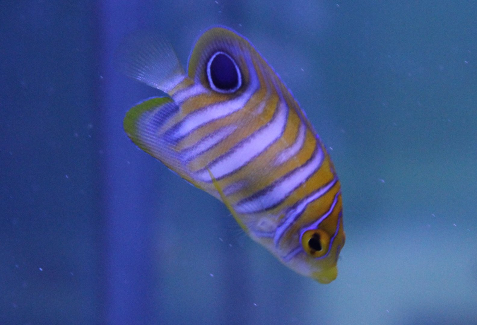 Peacock angelfish - Pygoplites diacanthus