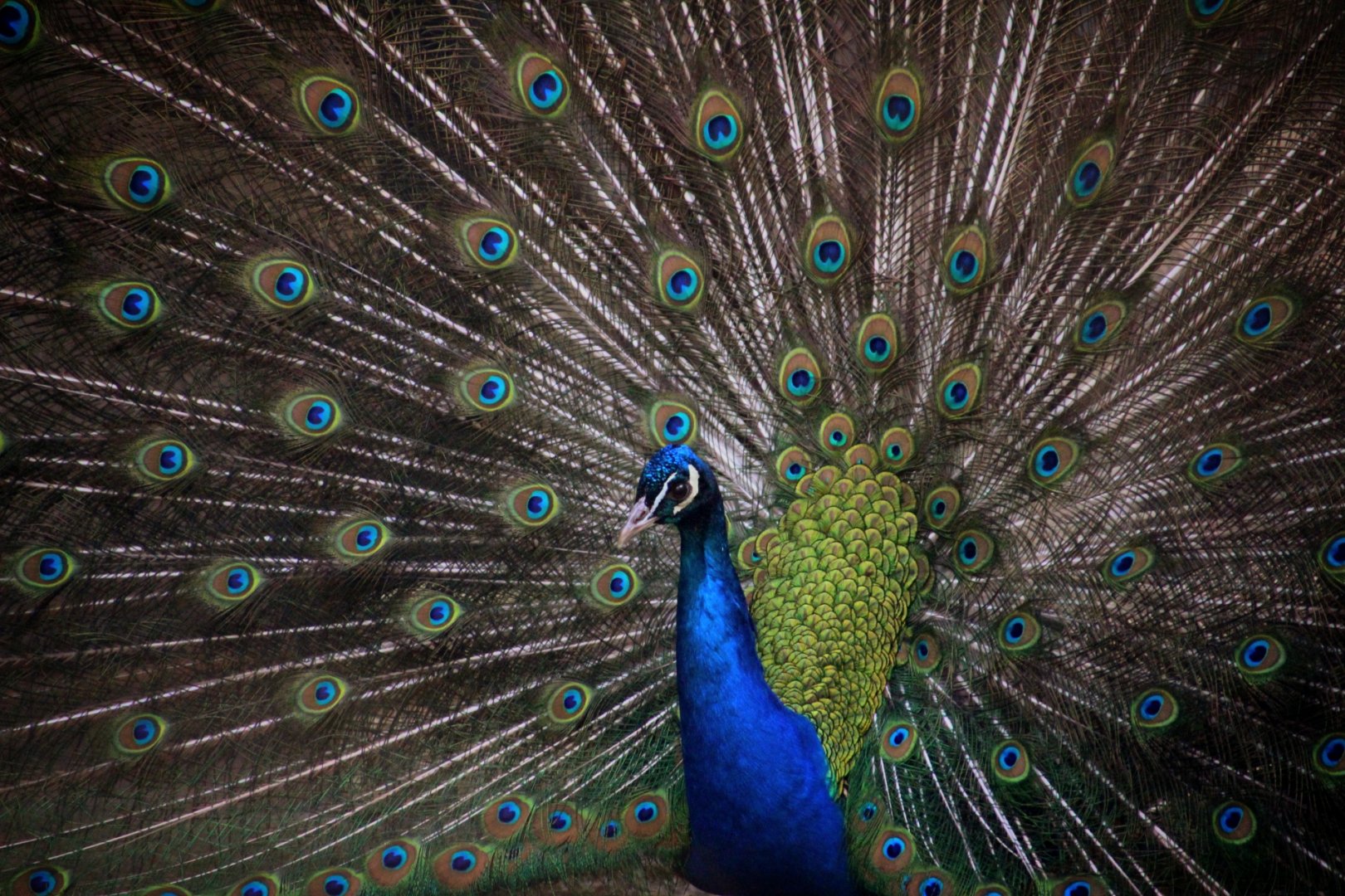 Peacock at Dudley Zoo