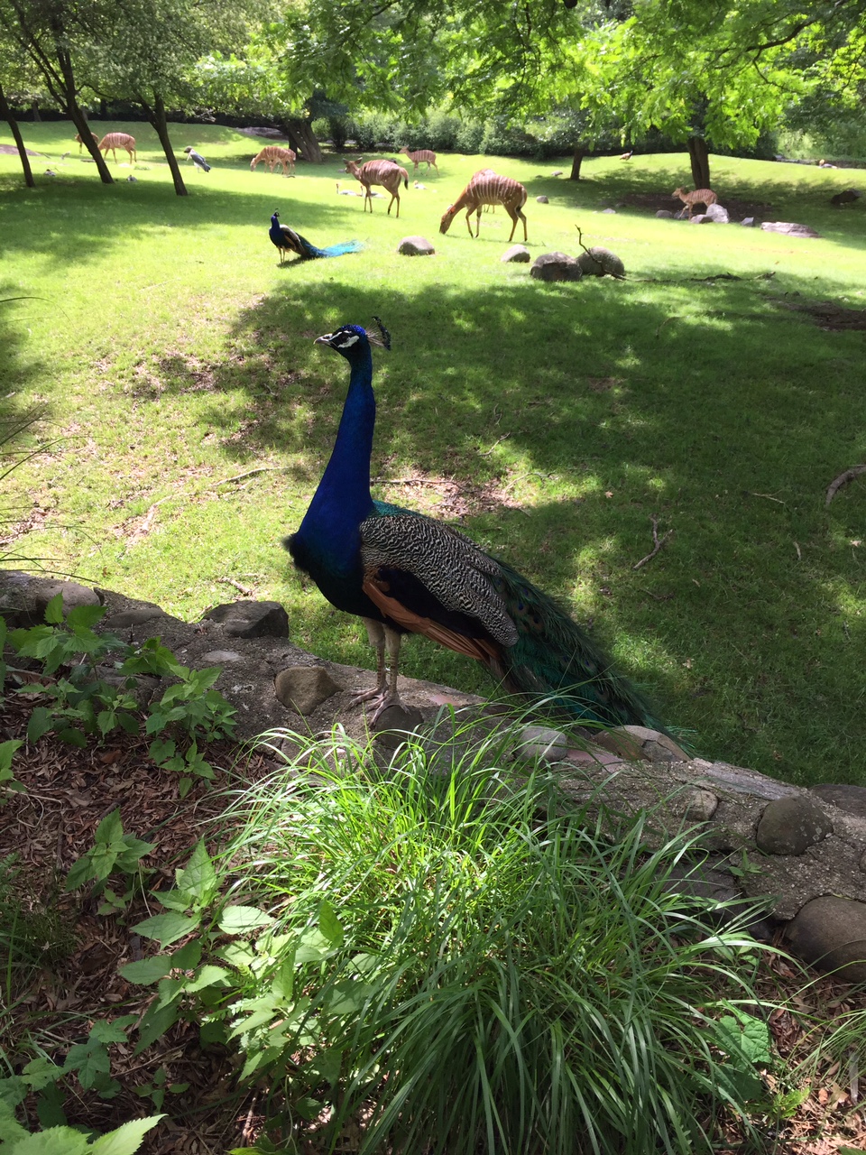 Peacock at Nyala Enclosure