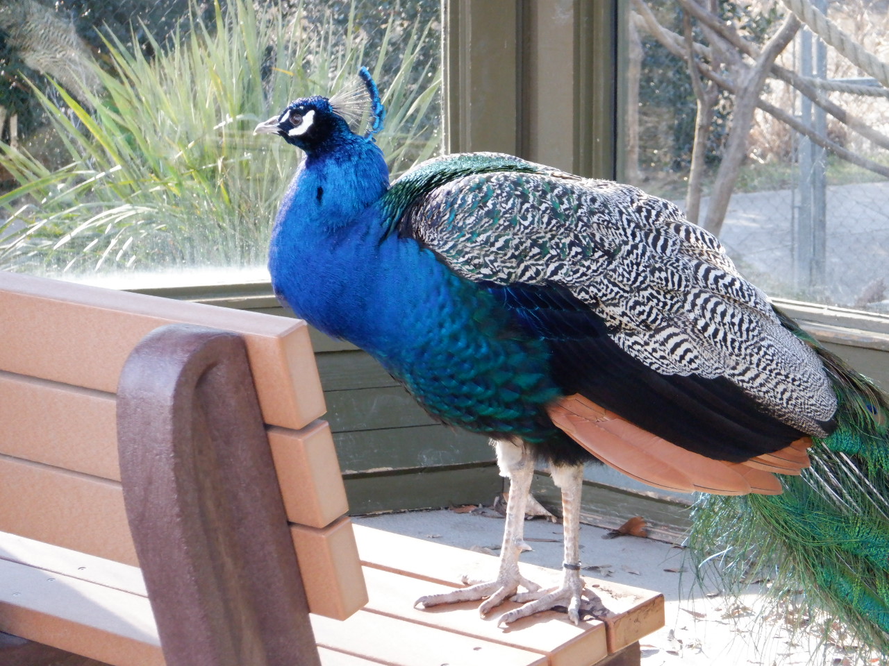 Peacock at the Greensboro Science Center