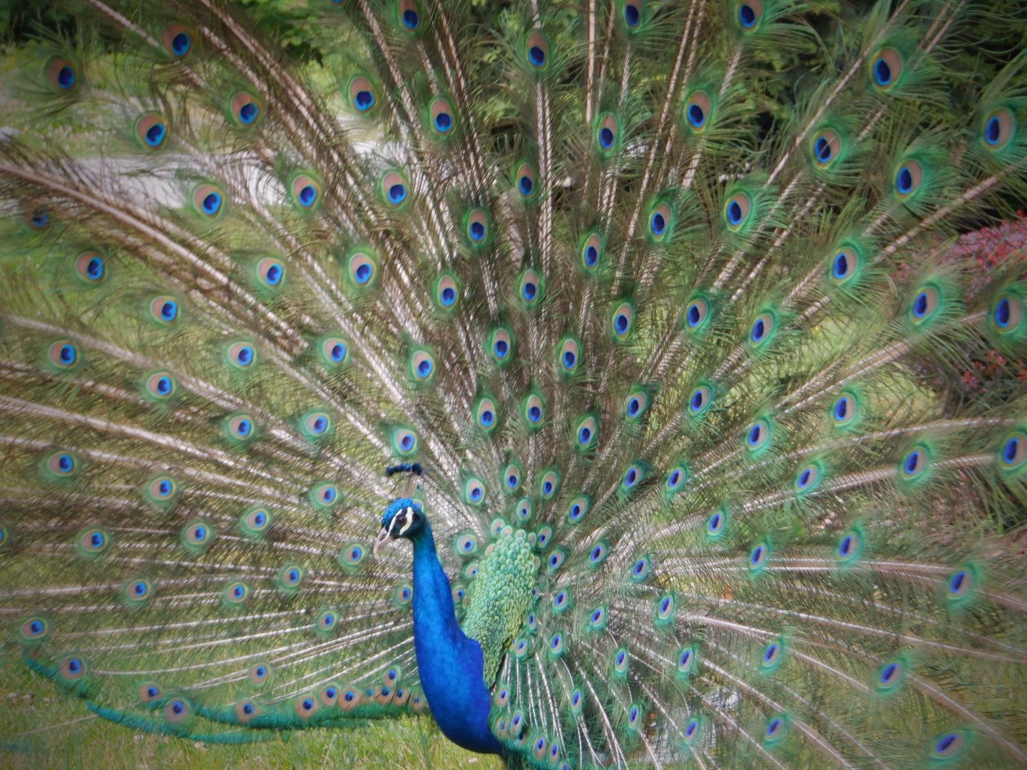 Peacock at the Greensboro Science Center