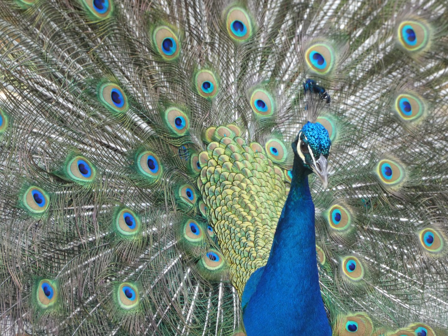 Peacock at the Greensboro Science Center