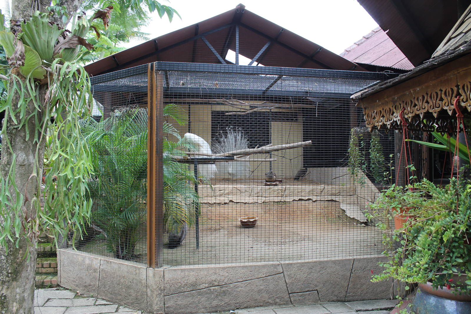 peacock aviary