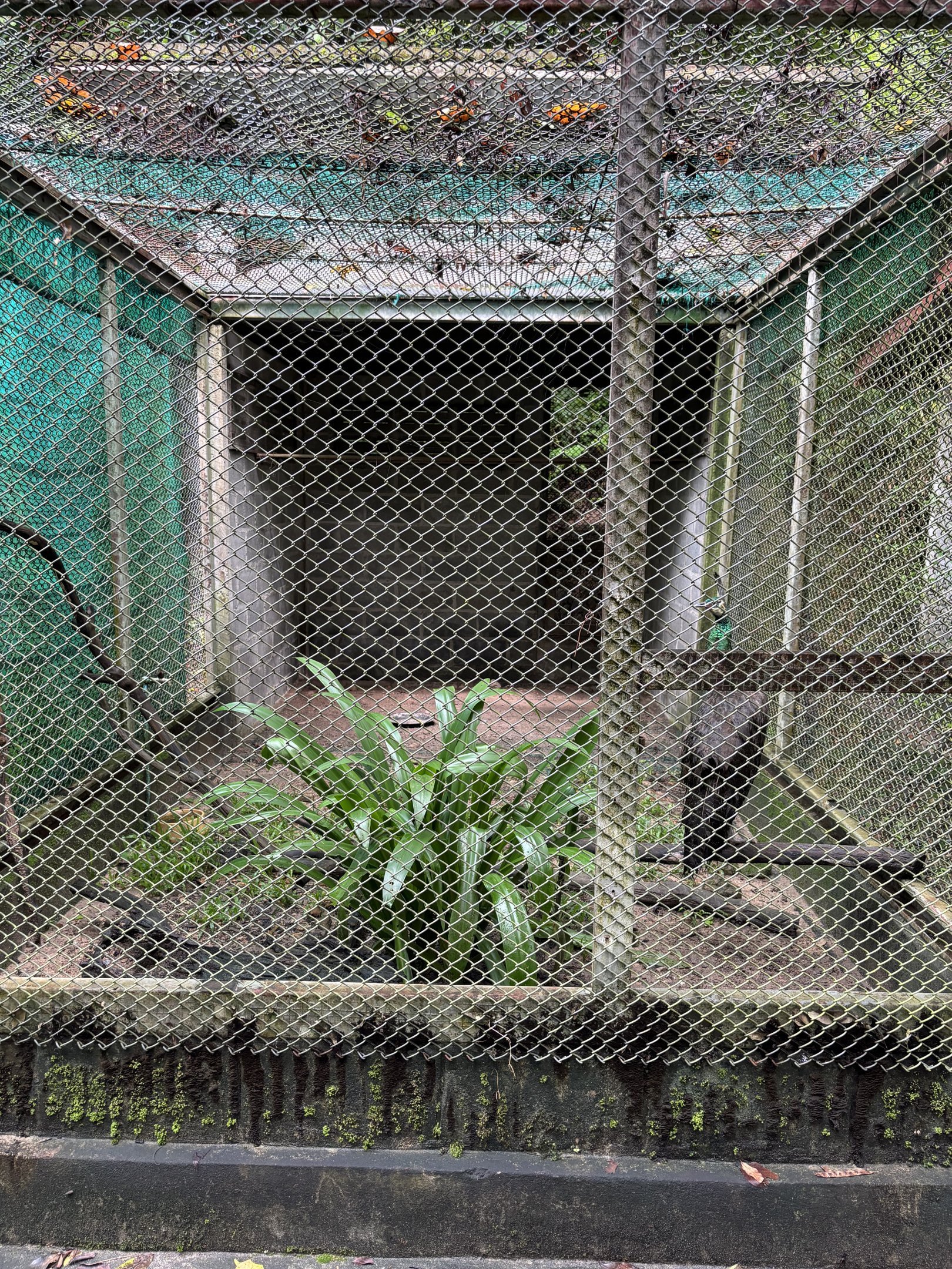 Peacock Aviary