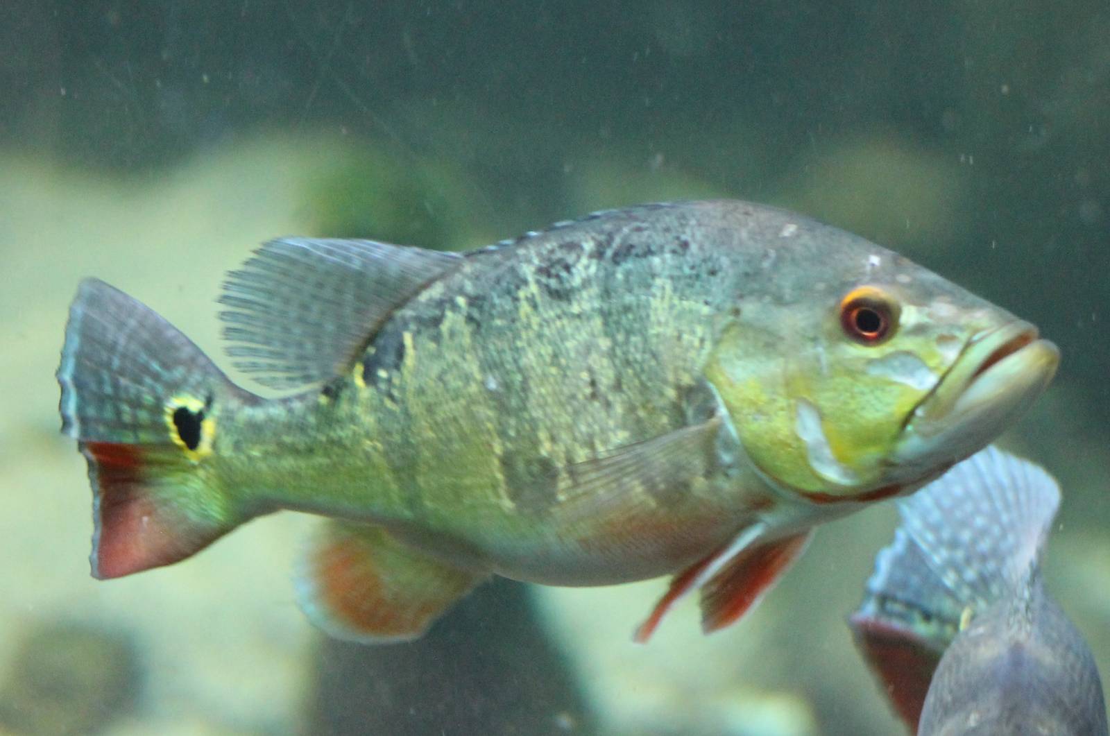 Peacock bass chiclid