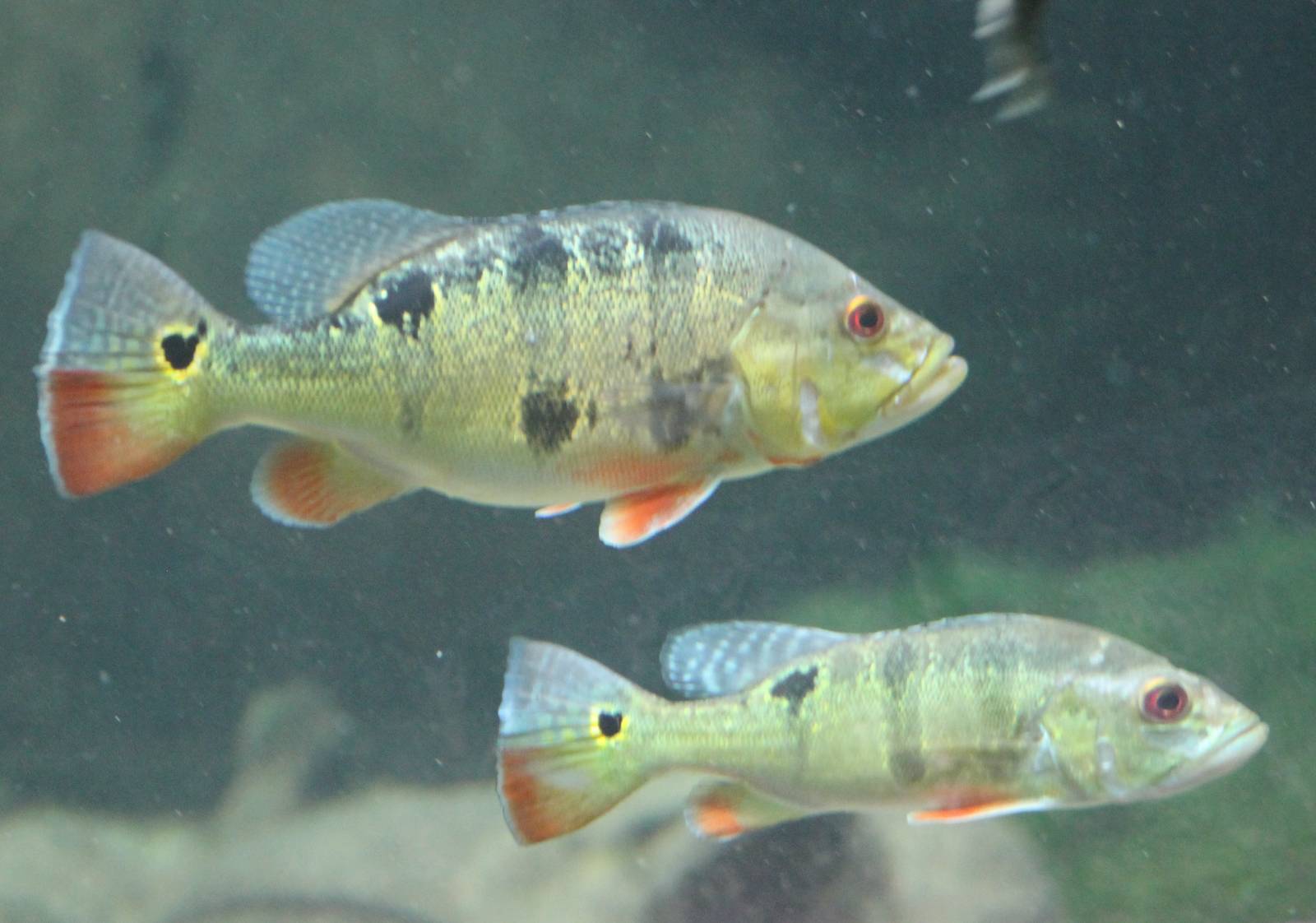 Peacock bass chiclids