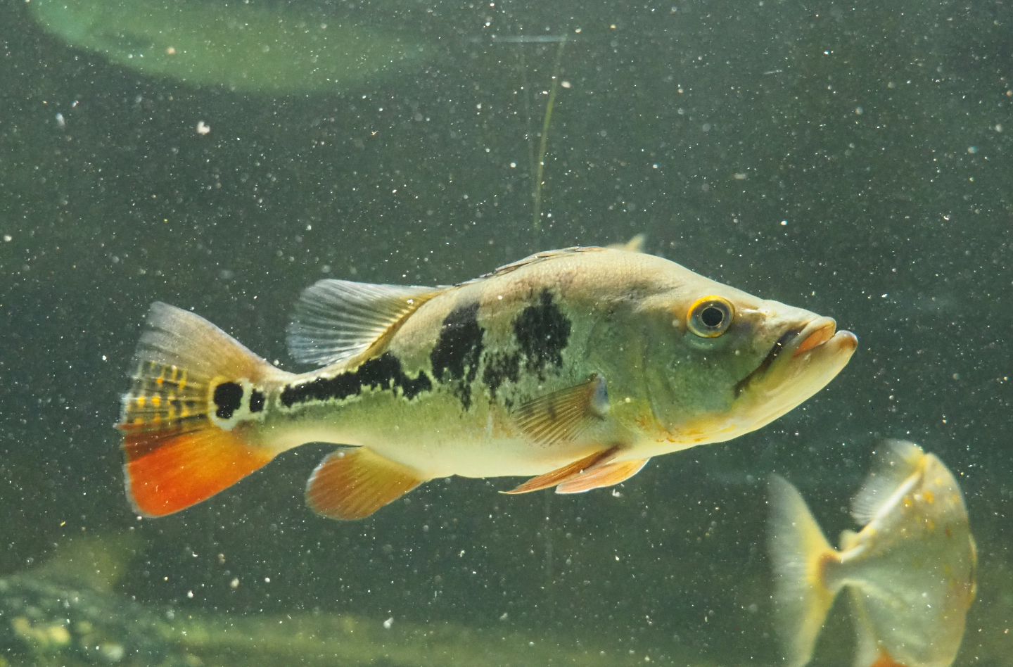 Peacock bass (Cichla monoculus), 2020-06-28