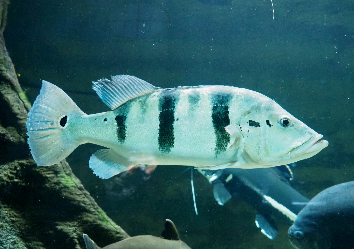 Peacock bass (Cichla monoculus), 2022-03-16