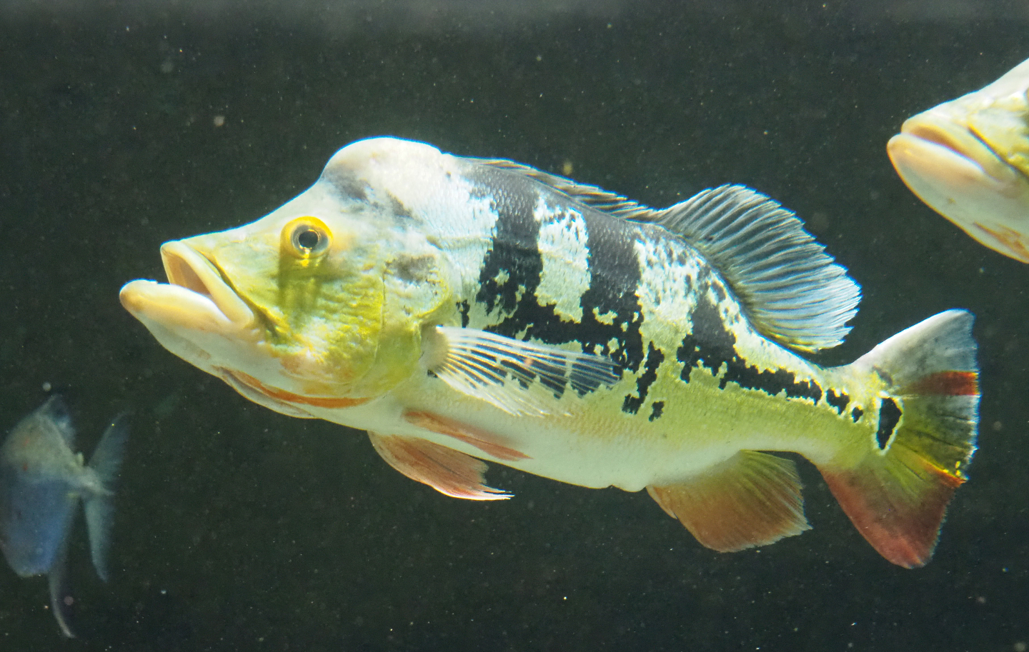 Peacock bass (Cichla monoculus), 2022-03-16