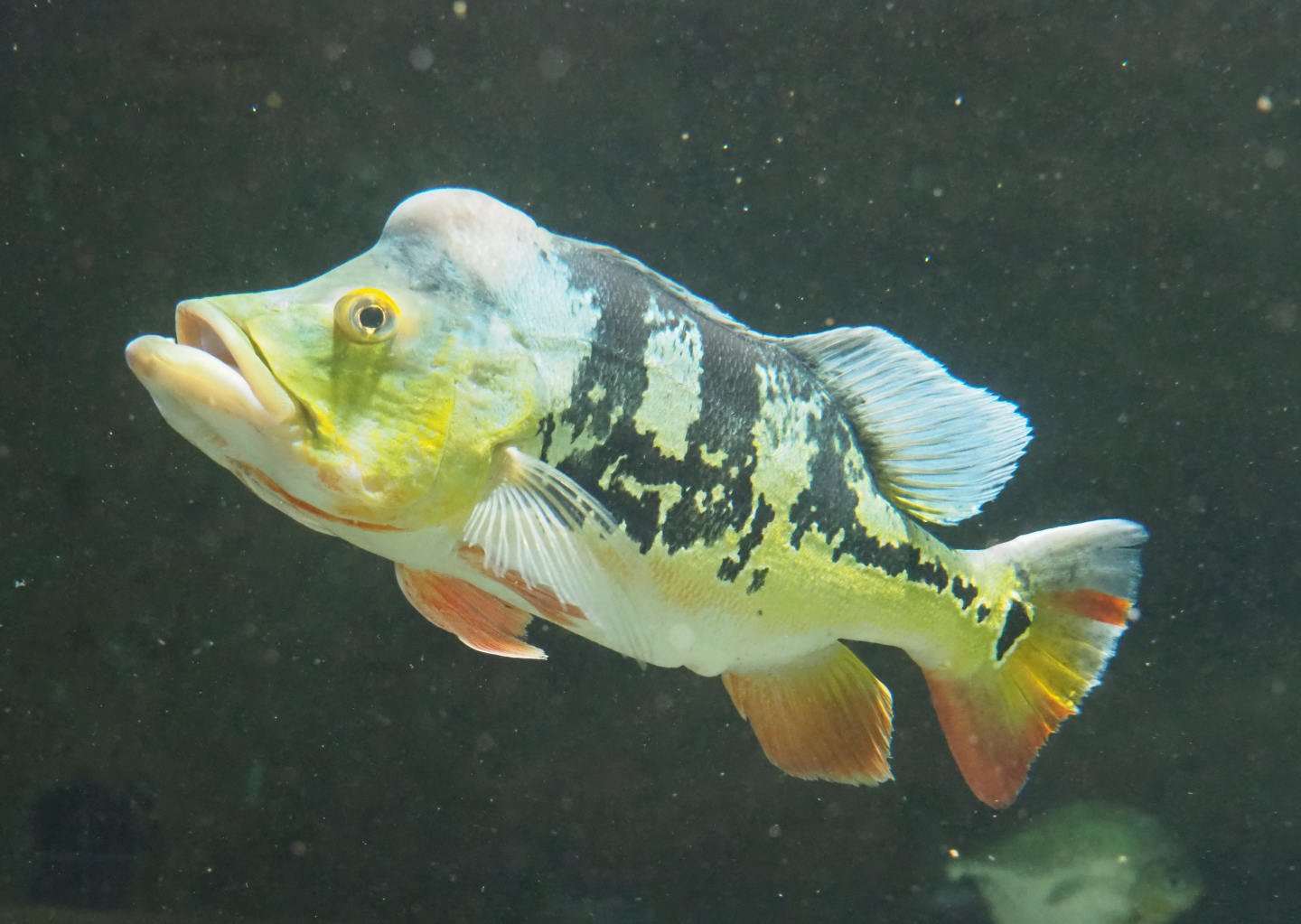 Peacock bass (Cichla monoculus), 2022-05-26