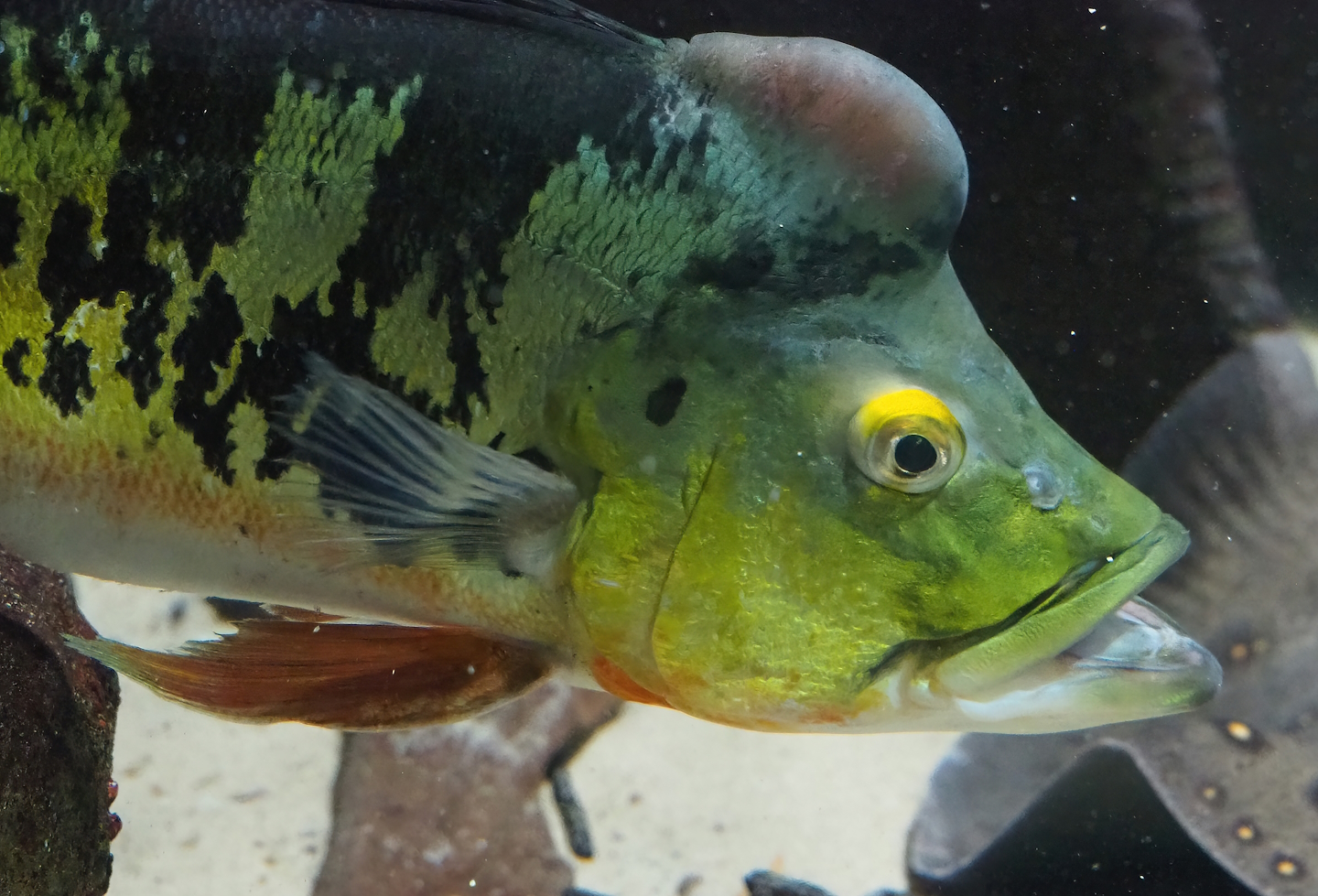 Peacock bass (Cichla monoculus), 2022-09-04