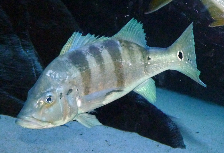 Peacock bass (Cichla monoculus)