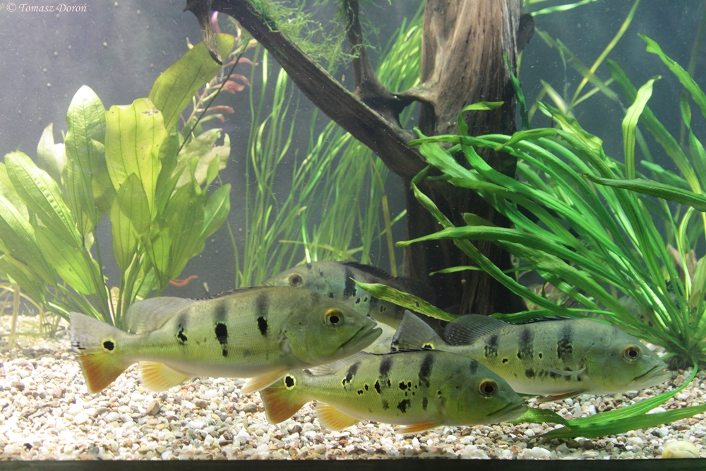 Peacock Bass (Cichla ocellaris)