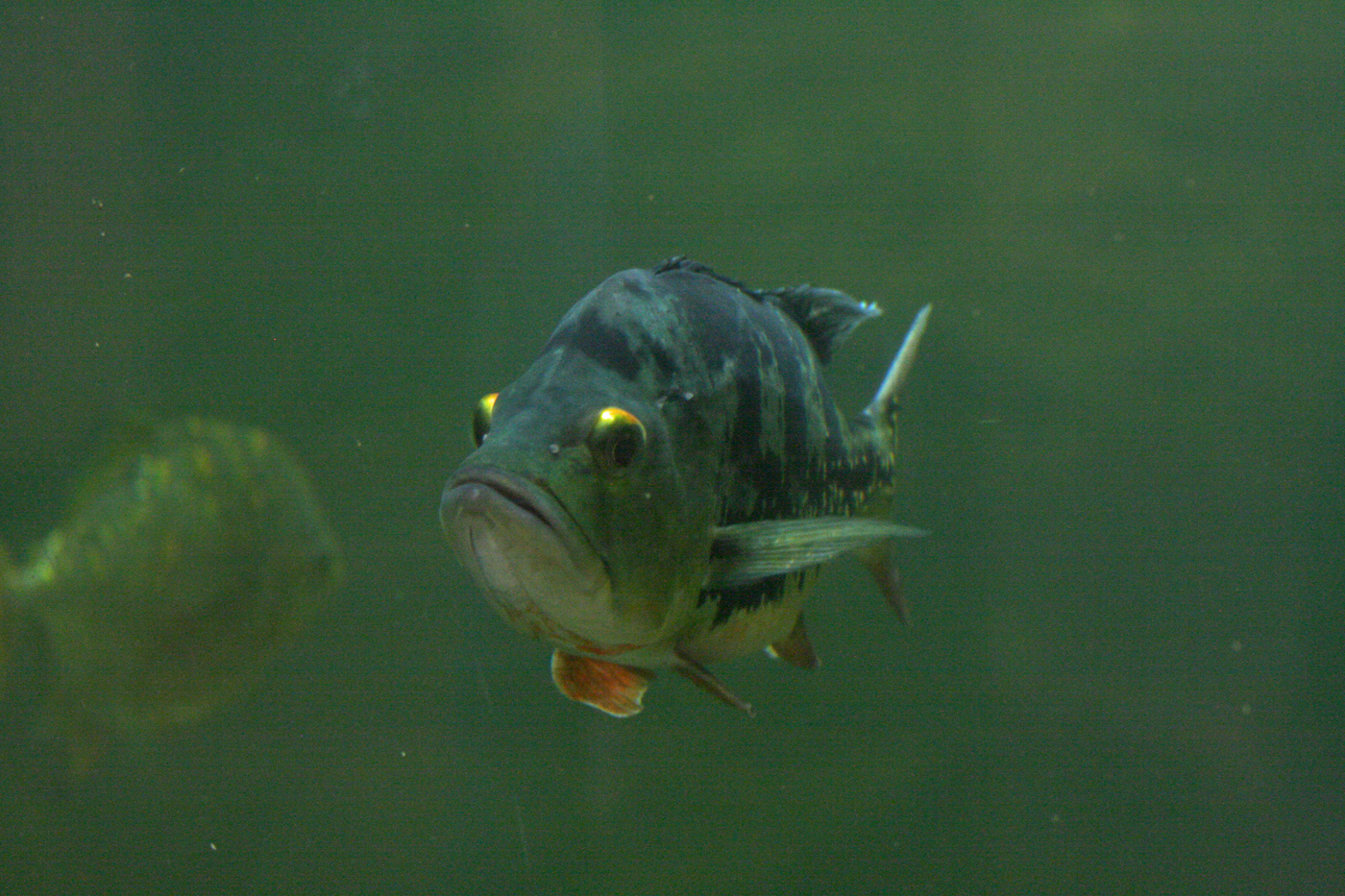 Peacock bass (Cichla ocellaris)