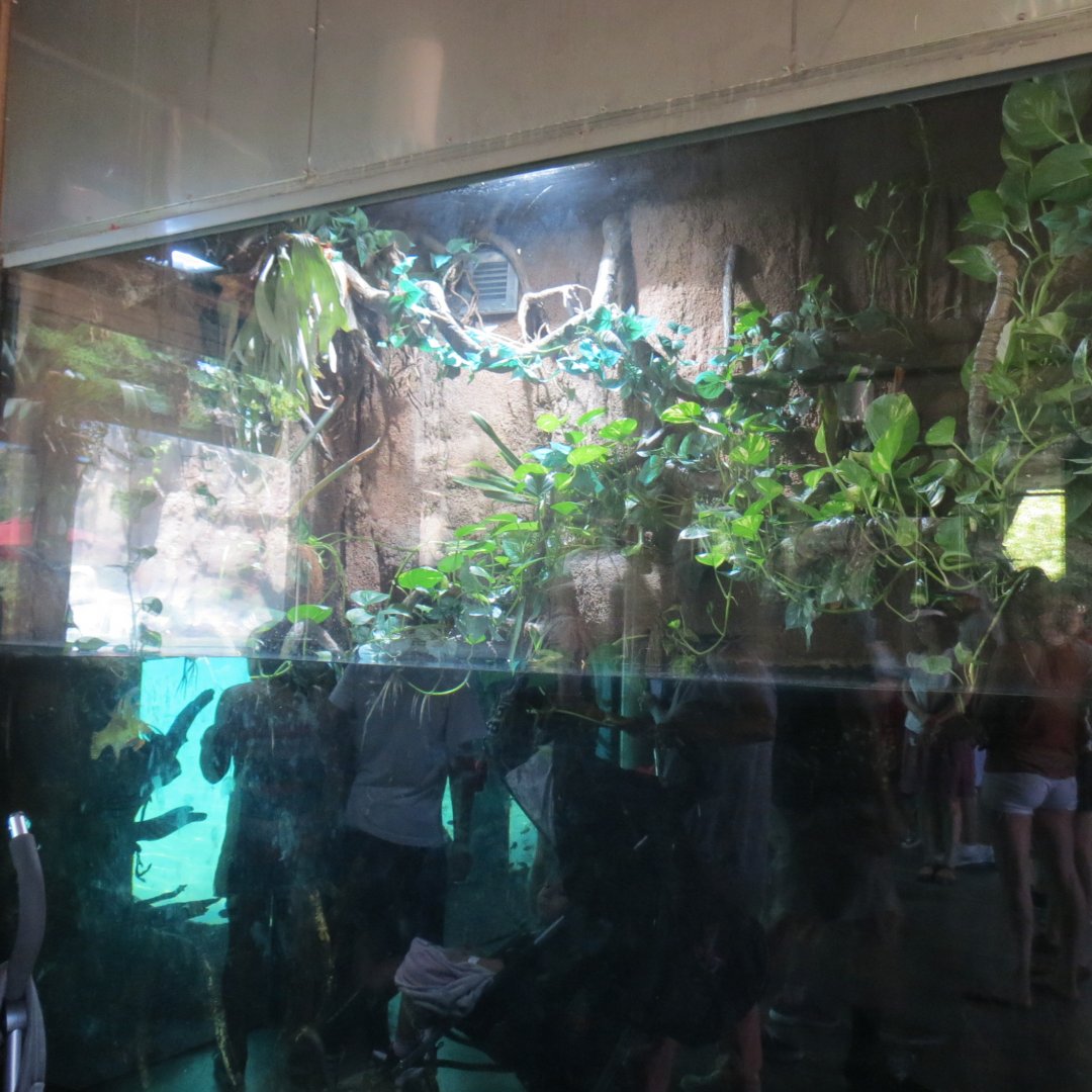 Peacock Bass Exhibit