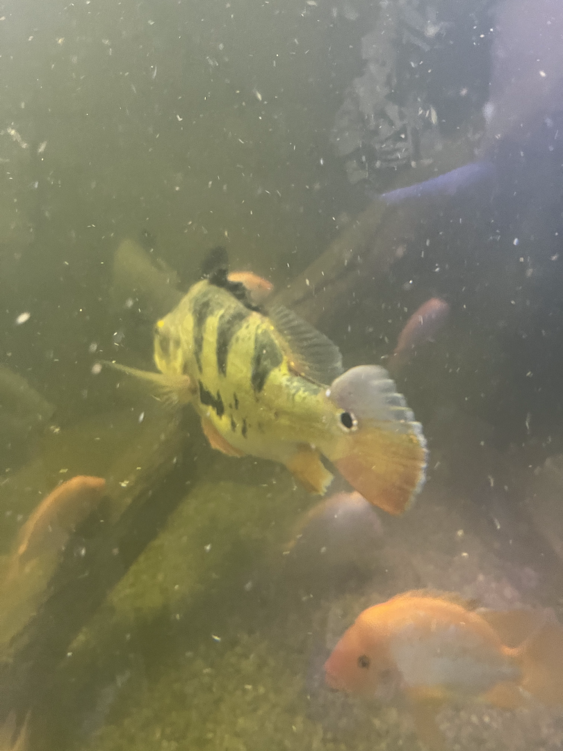Peacock bass ID