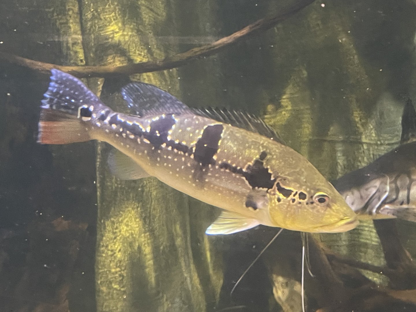 Peacock Bass ID?